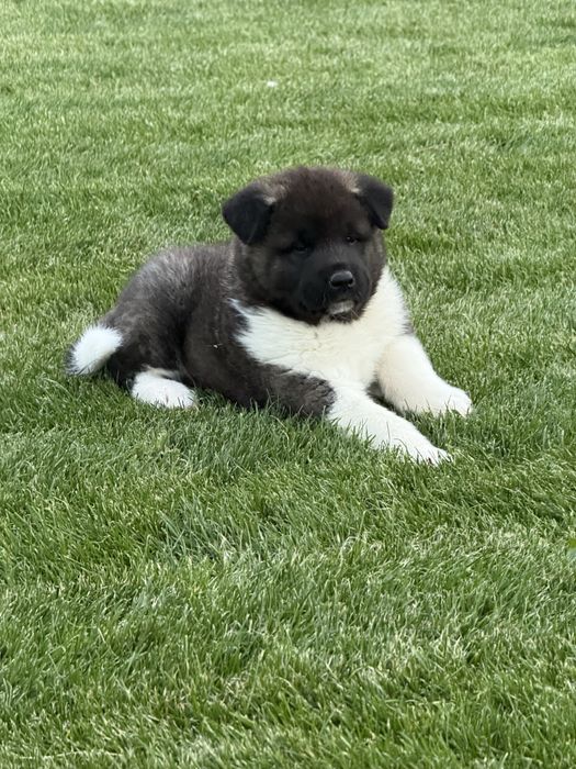 Американска Акита