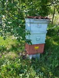 Stupina lichidata Ceara, polen, caturi goale sau cu rame, miere