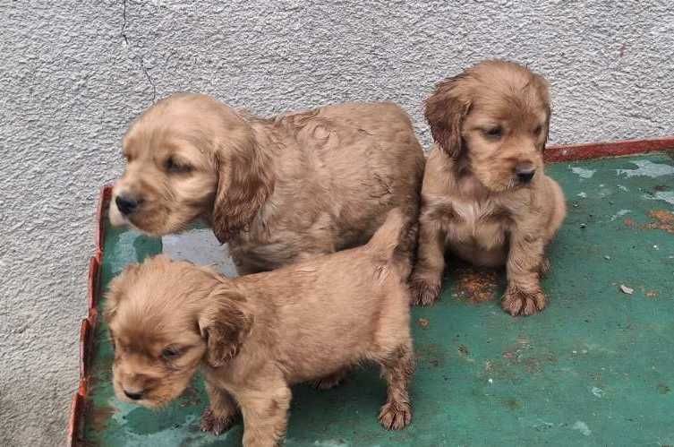 Английски кокер шпаньол куценца чистокръвни