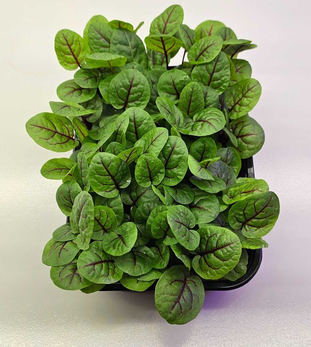 Микрозелень в наличии