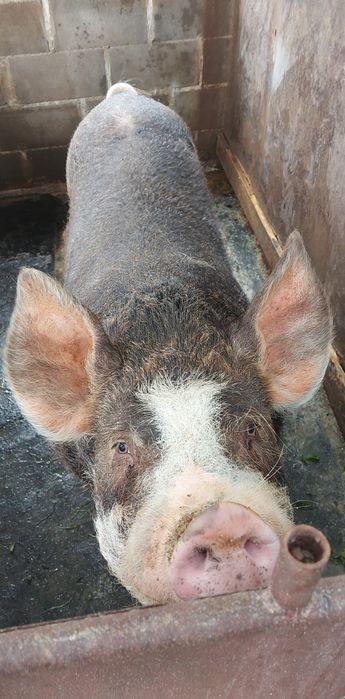 Продава се мъжко прасе