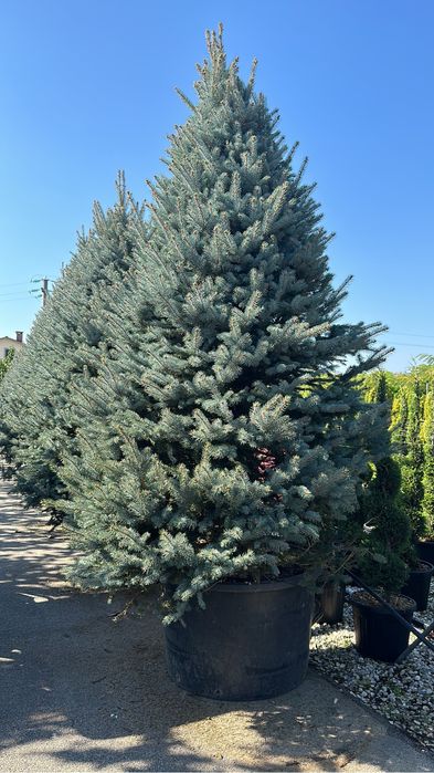 Brazi de plantat la ghiveci