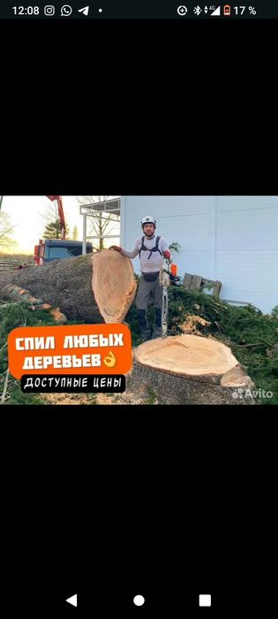 Спил деревьев с опытом 15 лет