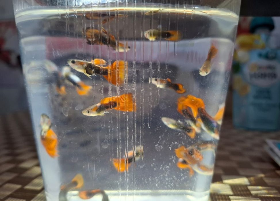 Гуппи гибриды малахит х оранжевые продаются только комплектами