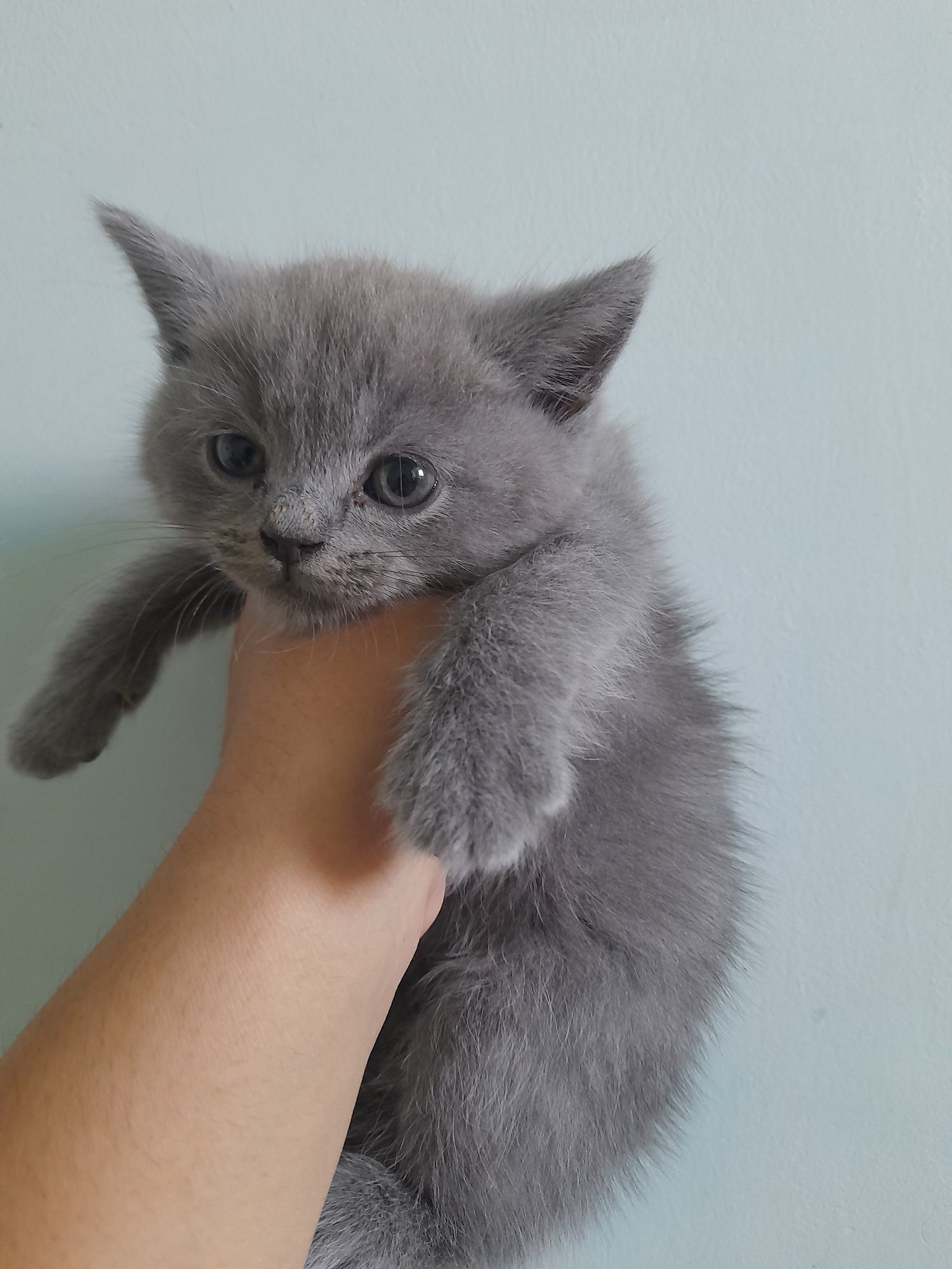 Котята Скоттиш Страйт