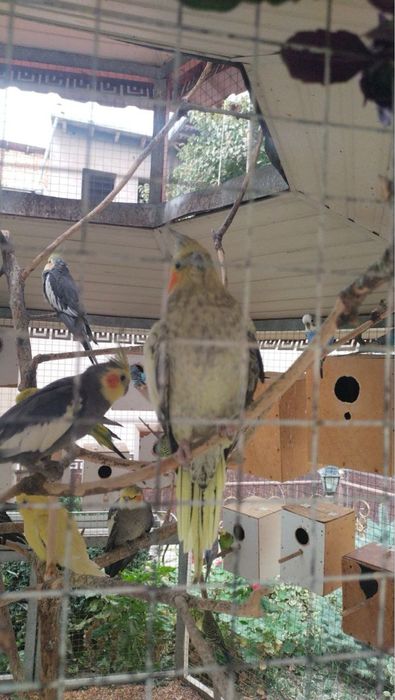 Карелла сотилади