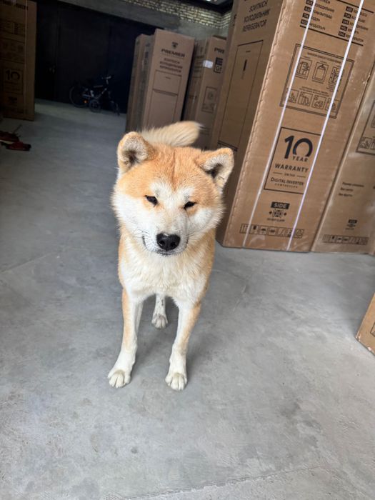 Akita inu 3 mln toza qon