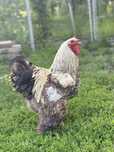 Vand Cocos Brahma