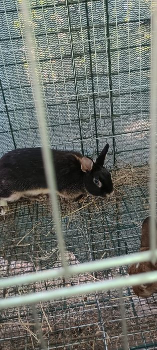 Iepuras pitic de rasa(femela)