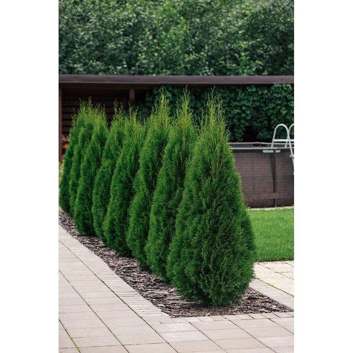 Vand tuia extra calitate,  plante ornamentale de gradina,  pepiniera
