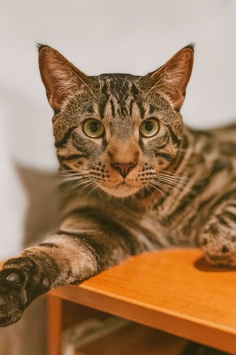 Чистокровный бенгал