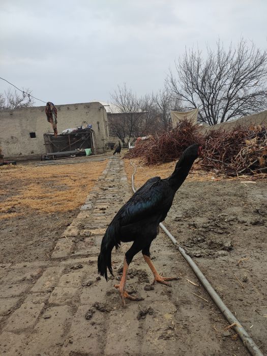 О Шамо жужа тозаси