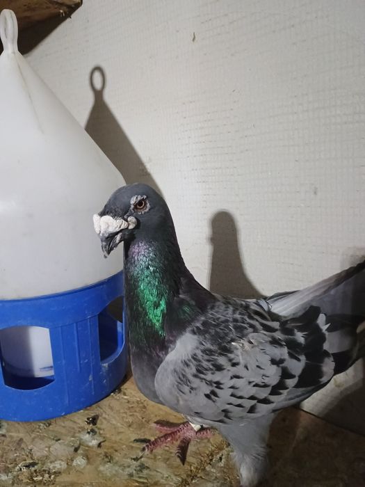 Porumbei voiajori rasa veche