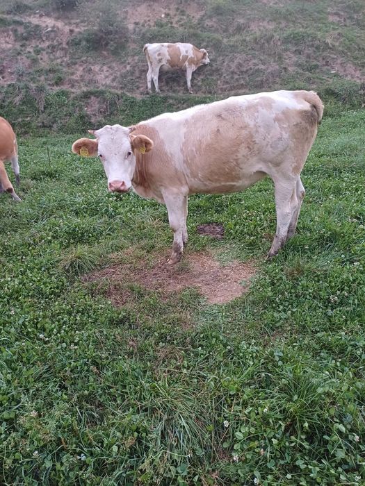 Vand vaci baltata romaneasca