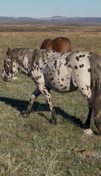 Байшұбар, шұбар, чубарый жеребец айғыр