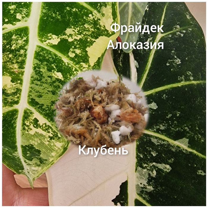 Алоказии Клубни Жаклин Блек стем фрайде макроризы шкуры дракона,