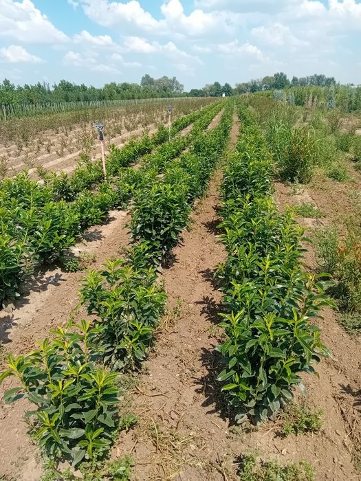 Laur englezesc novita plantă cu frunza veșnic verde