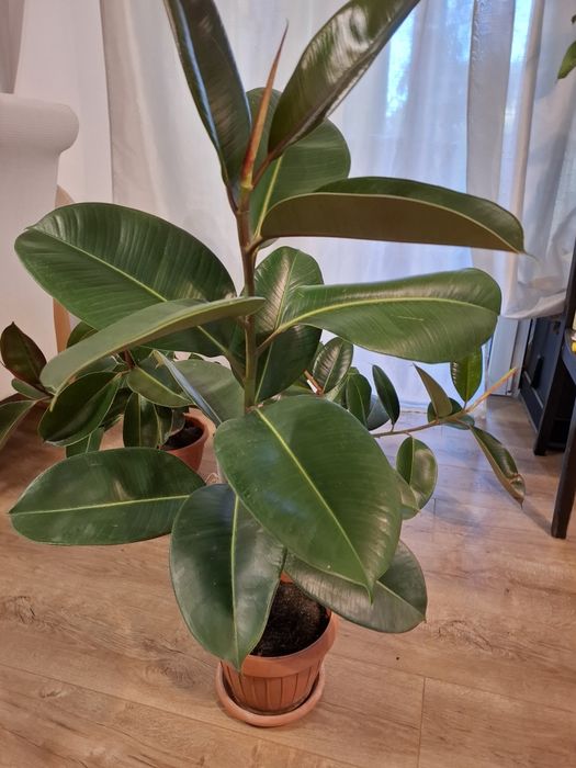 Ficus frunze mari și sănatoase,in ghiveci ,inalt de 1 m