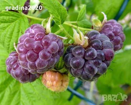 ЧЕРНА МАЛИНА  - Налични 4 сорта  и Лилава малина (Glencoe)