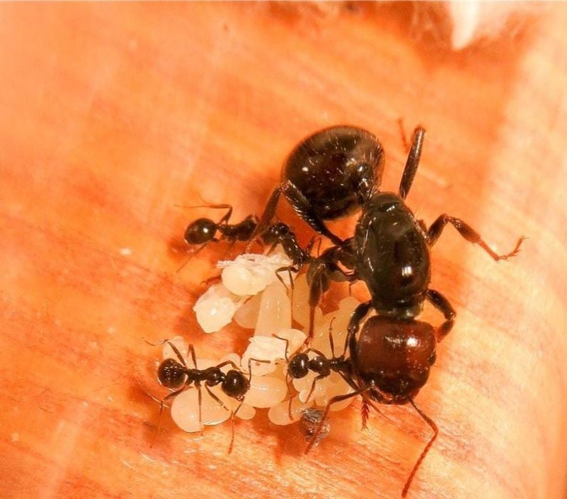Муравьи для новичков! Цена договорная (3500)