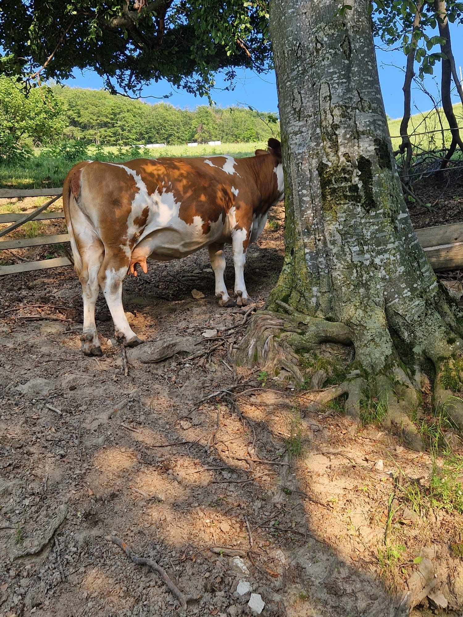 Vaca de vanzare. În data de 20-25 iulie trebuie sa fete