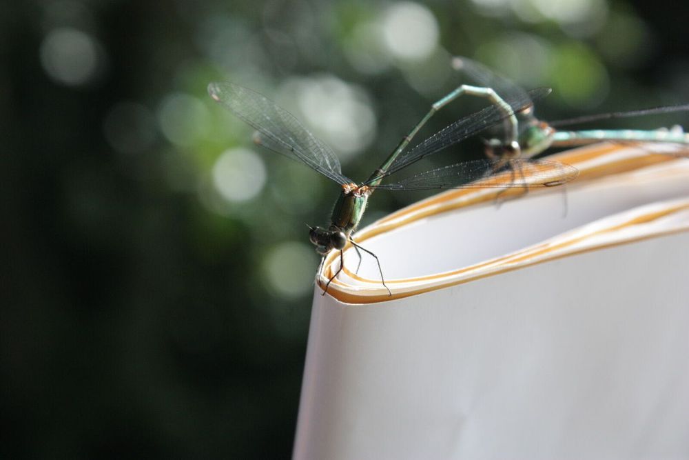 Canon 450D фотоапарат + два обектива и аксесоари Канон