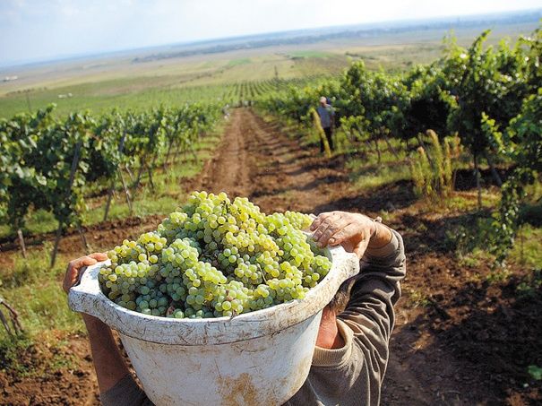 Vindem strugurii de vin