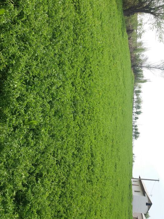 Ushaska sotiladi 24 so'tik 3 Sonali uyi bor