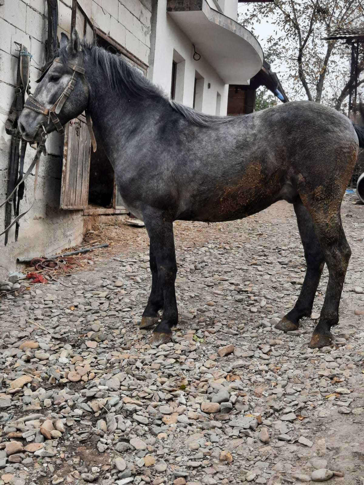 Cal de vânzare metis frizian și hutul