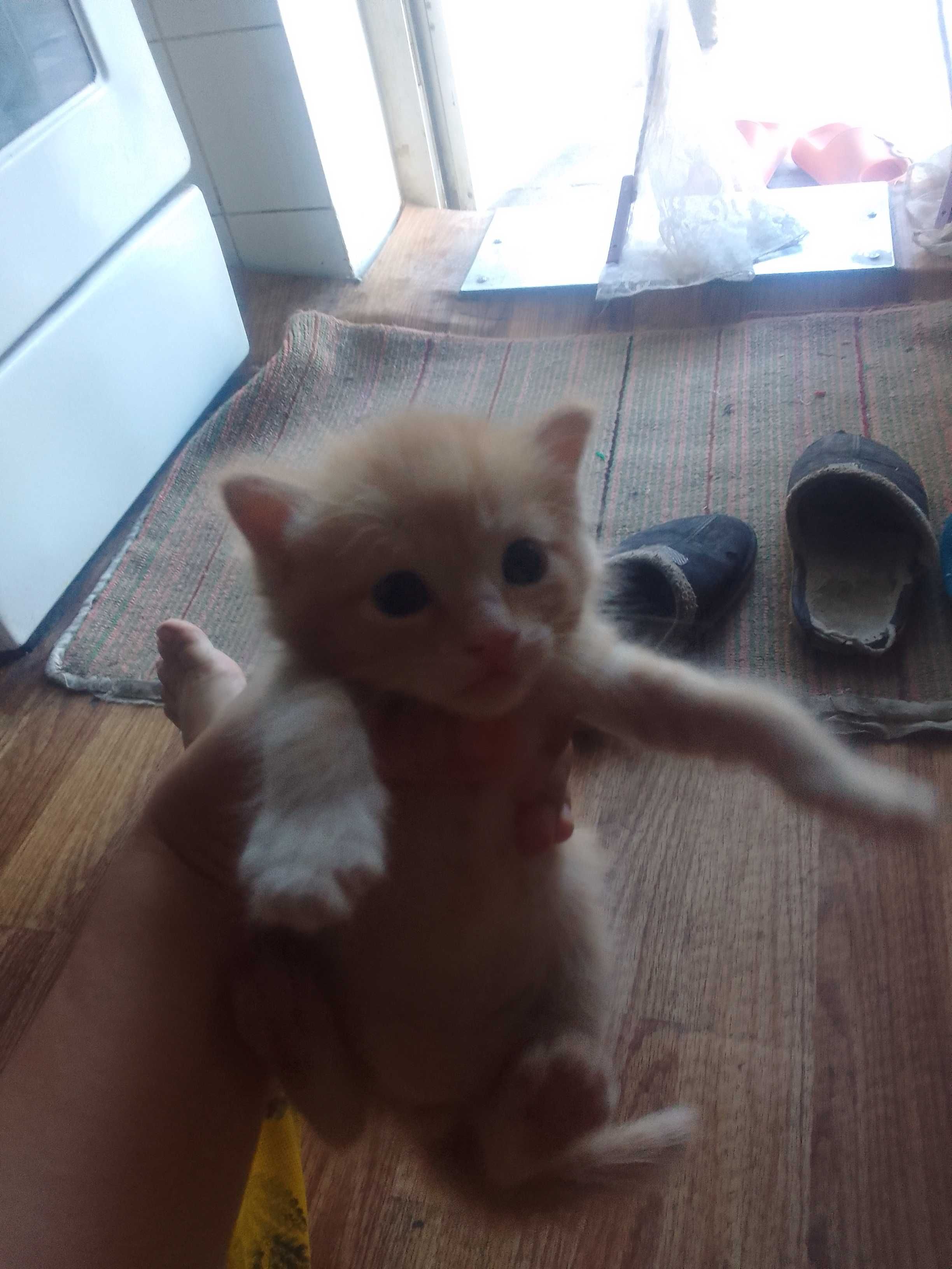Отдам котят бесплатно