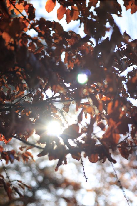 Canon 70D + Obiectiv Canon 50mm – set perfect pentru foto & video!