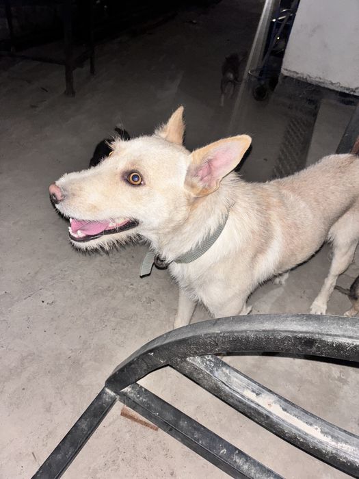 Собака 1 год. Мальчик