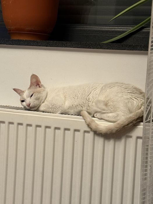 Donez pisica cu carnet de sanatate