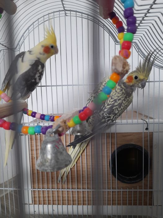 Pereche nimfe cu colivie