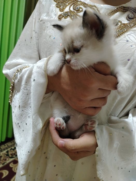 Бепул мушук болалари бор