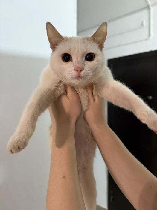 Котенок Мальчик на улице срочно Нурсити