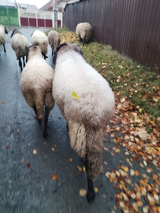 Vând Berbec Cărăbaș sârbesc