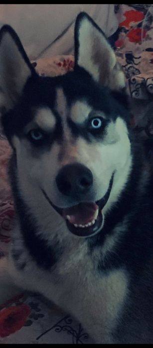 Huscki ochii albastri