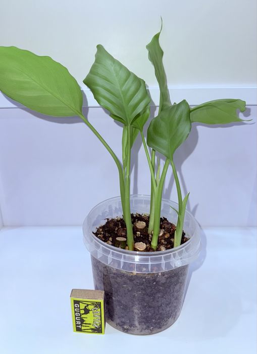 Аглаонема, комнатные растения, комнатные цветы