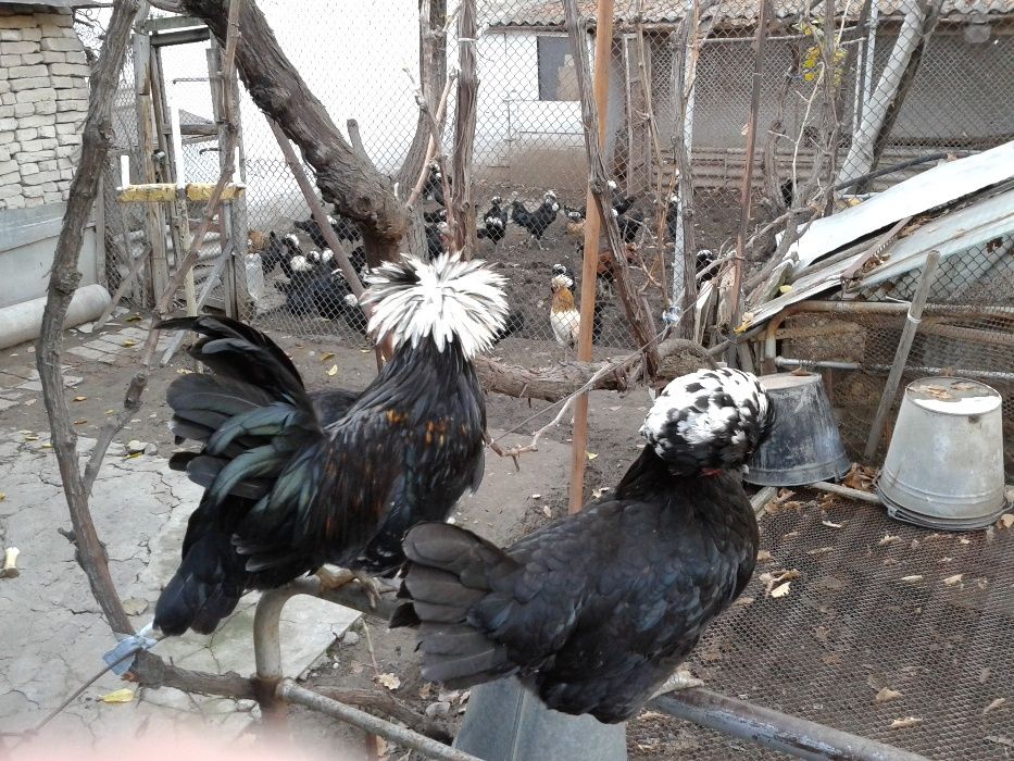 Куры белохохлые голландские, Яйца, Цыплята, Подрощенный молодняк