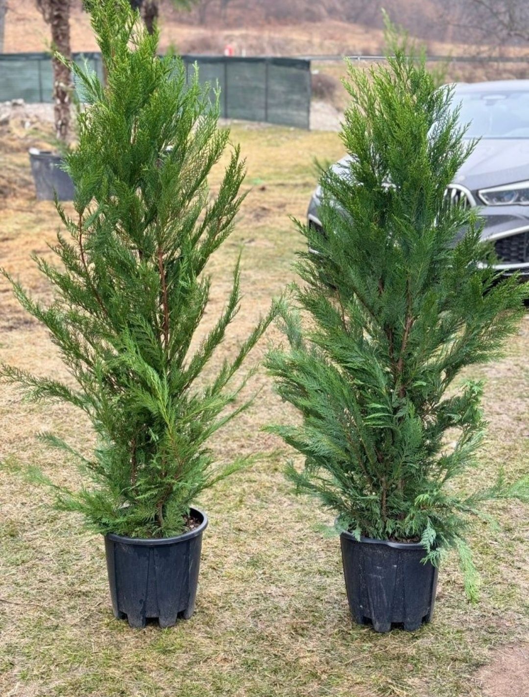 Plante ornamentale, palmieri, leylandii gard viu, calitate premium