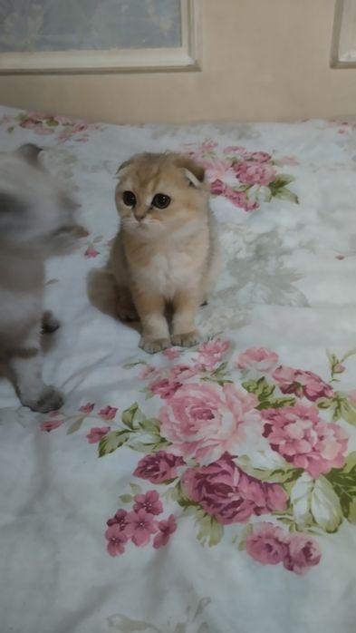 Sotiladi Skotish fold