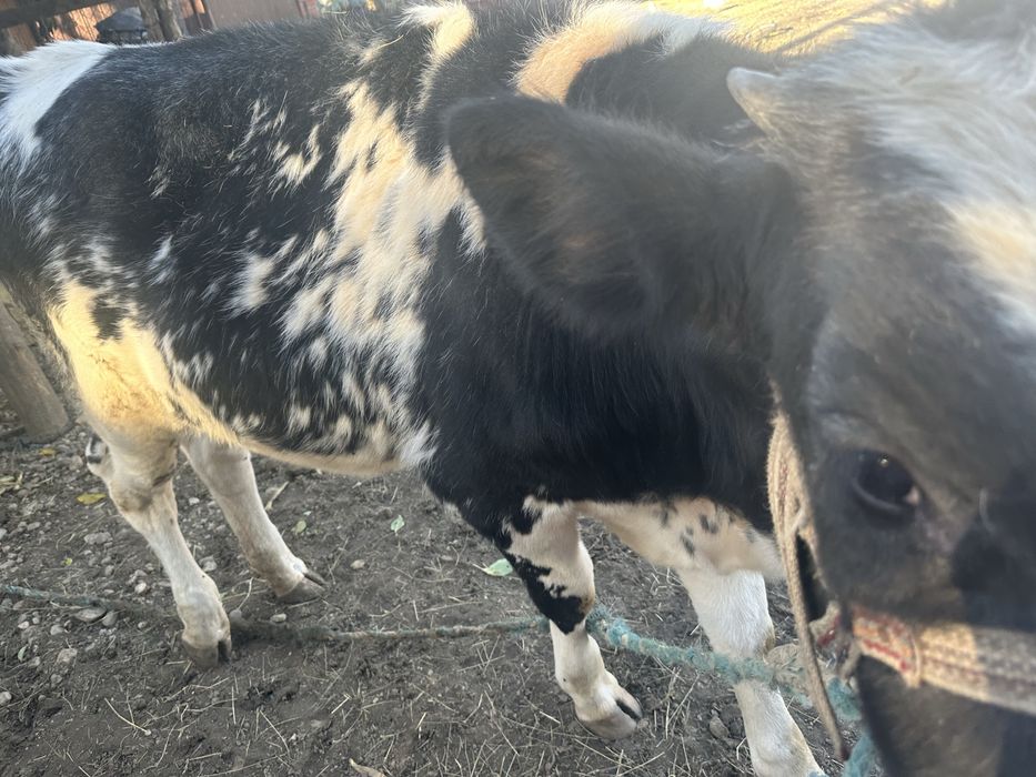 Se vinde pret 4300 lei negociabil