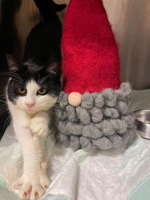 Коте домашен любимец