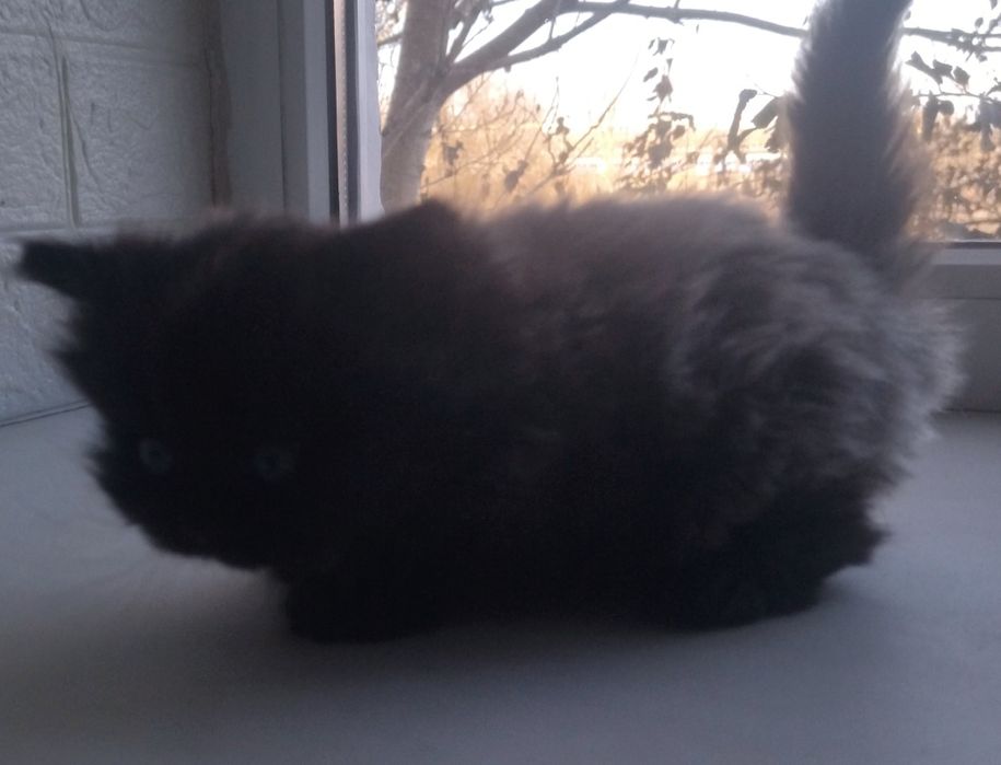 Британские котята