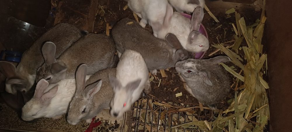 Обычные кролики дети