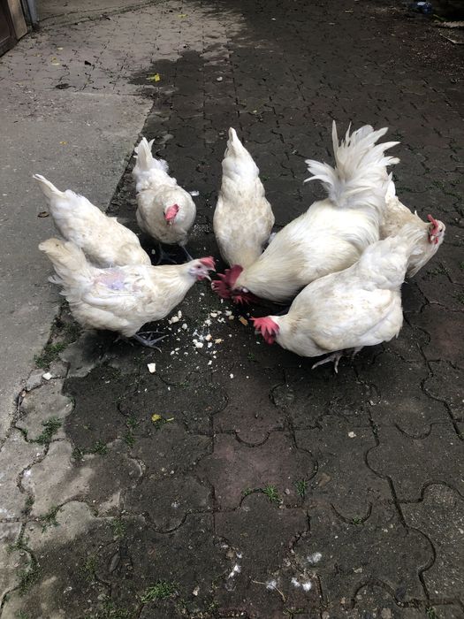 Vand familii,gaini rasa:Brakel lemon,Wiandotte argintiu,La Bresse