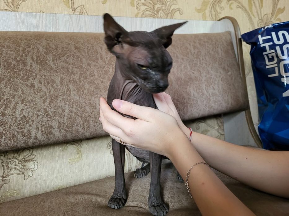 Найдена кошечка, девочка