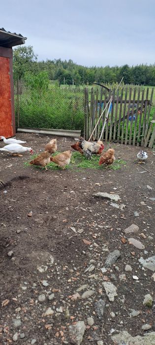 Rațe mute și boboci.