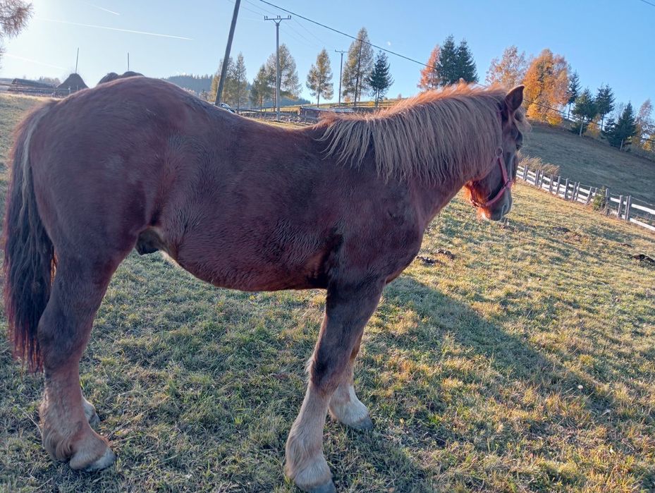 Mânz de vânzare 1 an și 5 luni